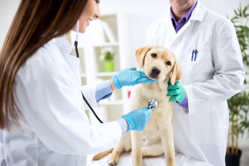 A veterinarian in a white coat and gloves uses a stethoscope to examine a calm yellow Labrador puppy, with another vet assisting. The setting is a bright, clean clinic.